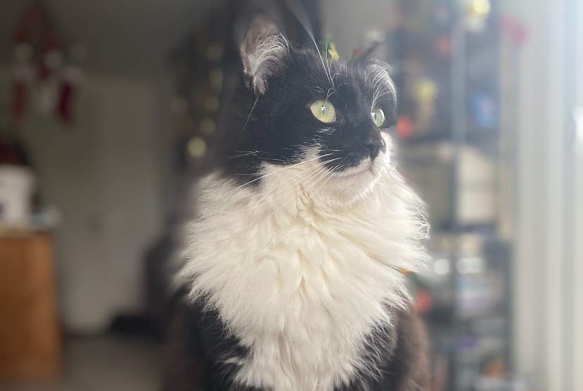 Vermisstmeldung Katze rassenmischung  Männliche , 3 jahre Listrac-Médoc Frankreich