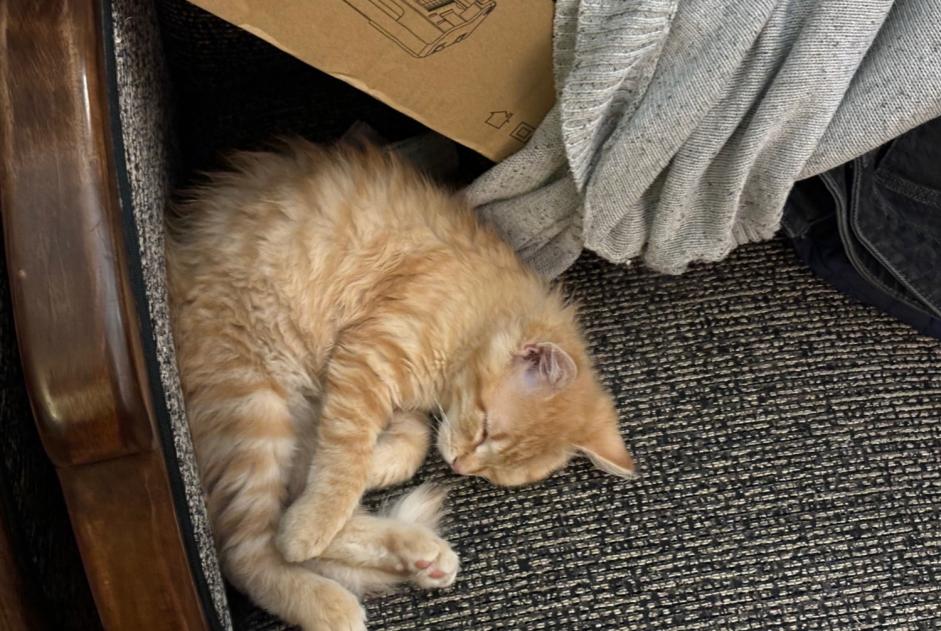 Vermisstmeldung Katze  Weiblich , 1 jahre Bordeaux Frankreich