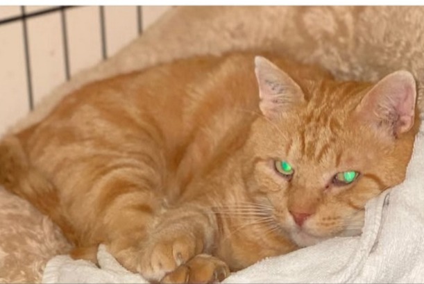 Vermisstmeldung Katze Männliche , 2 jahre Cestas Frankreich