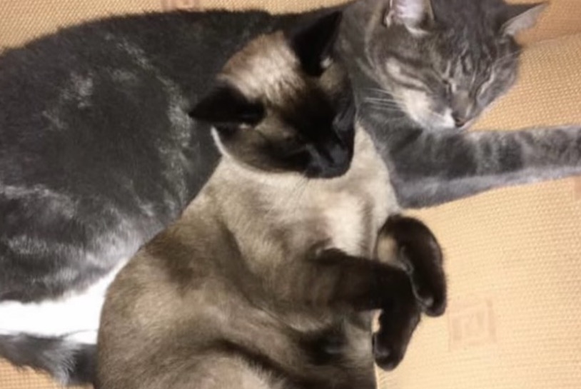 Vermisstmeldung Katze  Weiblich , 3 jahre Listrac-Médoc Frankreich