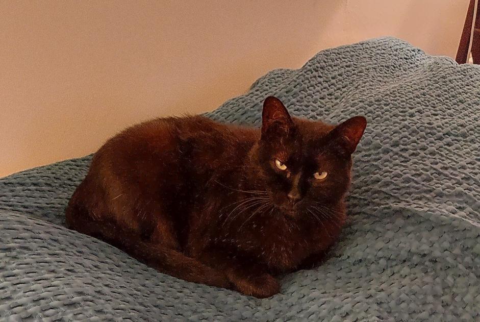 Vermisstmeldung Katze Männliche , 9 jahre Libourne Frankreich