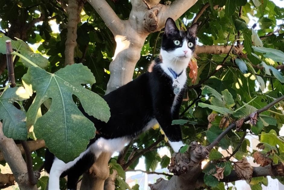 Vermisstmeldung Katze rassenmischung Männliche , 24 jahre Bordeaux Frankreich Vermisstmeldung Katze rassenmischung Männliche , 24 jahre Bordeaux Frankreich