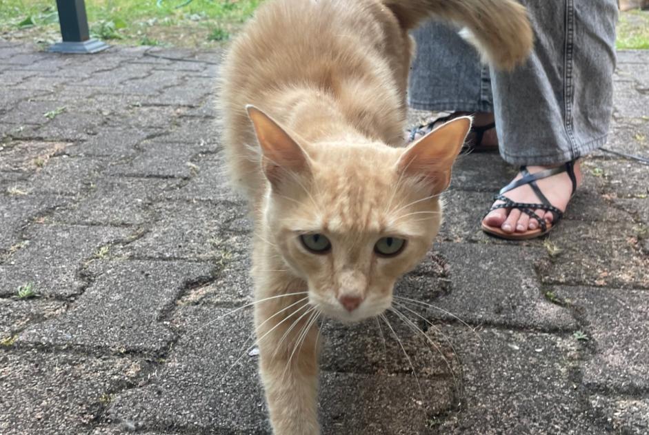Fundmeldung Katze Männliche Libourne Frankreich Fundmeldung Katze Männliche Libourne Frankreich