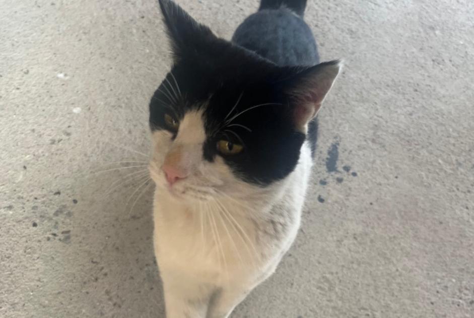 Discovery alert Cat Male Saint-Christoly-de-Blaye France Discovery alert Cat Male Saint-Christoly-de-Blaye France