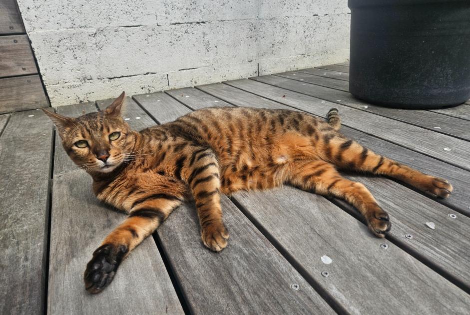Disappearance alert Cat Male , 6 years Bordeaux France Disappearance alert Cat Male , 6 years Bordeaux France