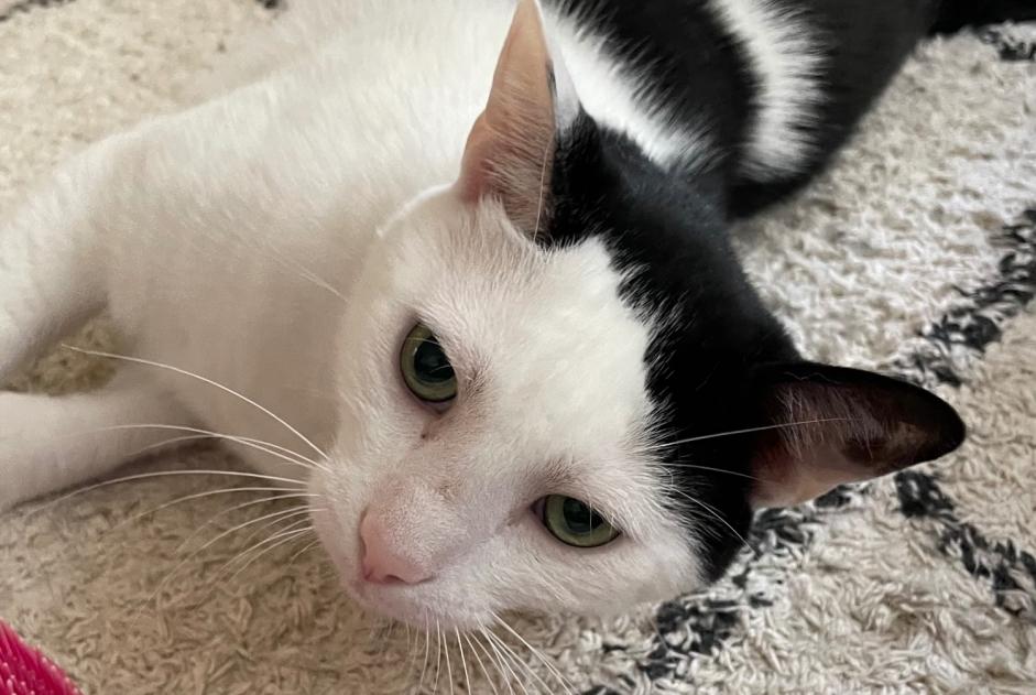 Disappearance alert Cat miscegenation  Male , 5 years Bordeaux France