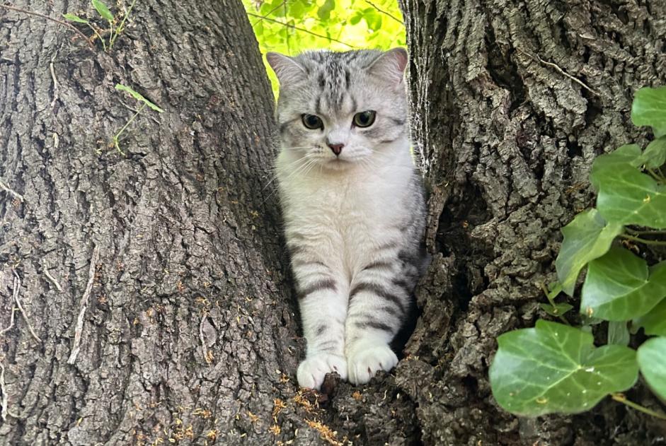 Disappearance alert Cat Male , 1 years Villenave-d'Ornon France Disappearance alert Cat Male , 1 years Villenave-d'Ornon France