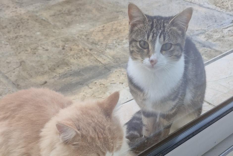 Discovery alert Cat Unknown Dardenac France