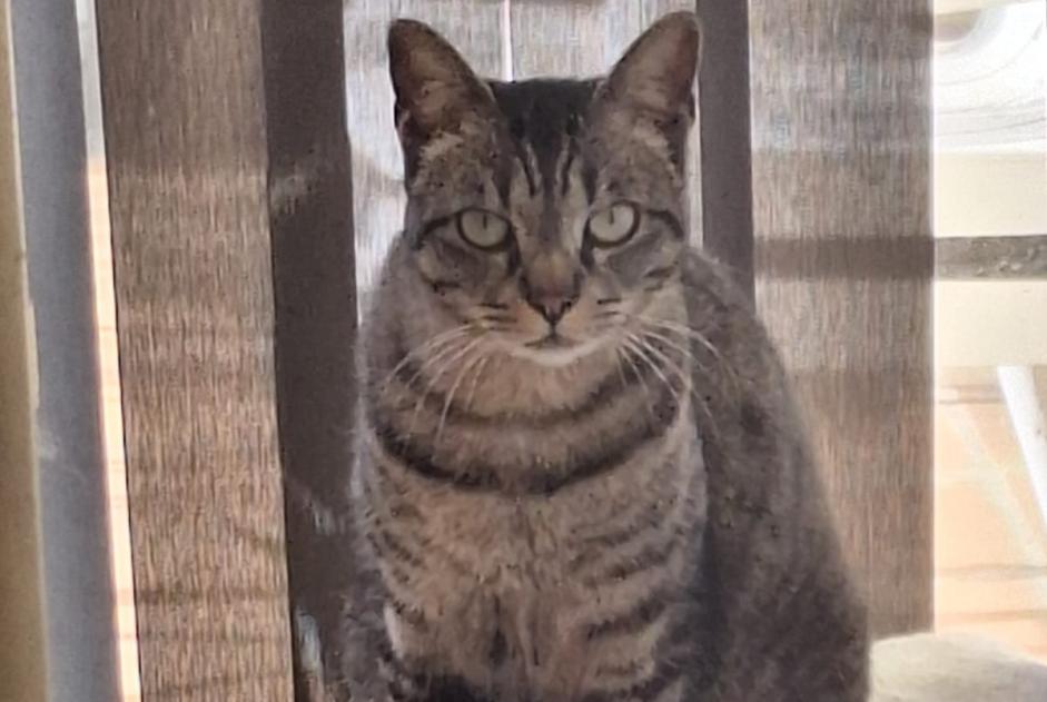 Disappearance alert Cat Female , 2 years Talence France