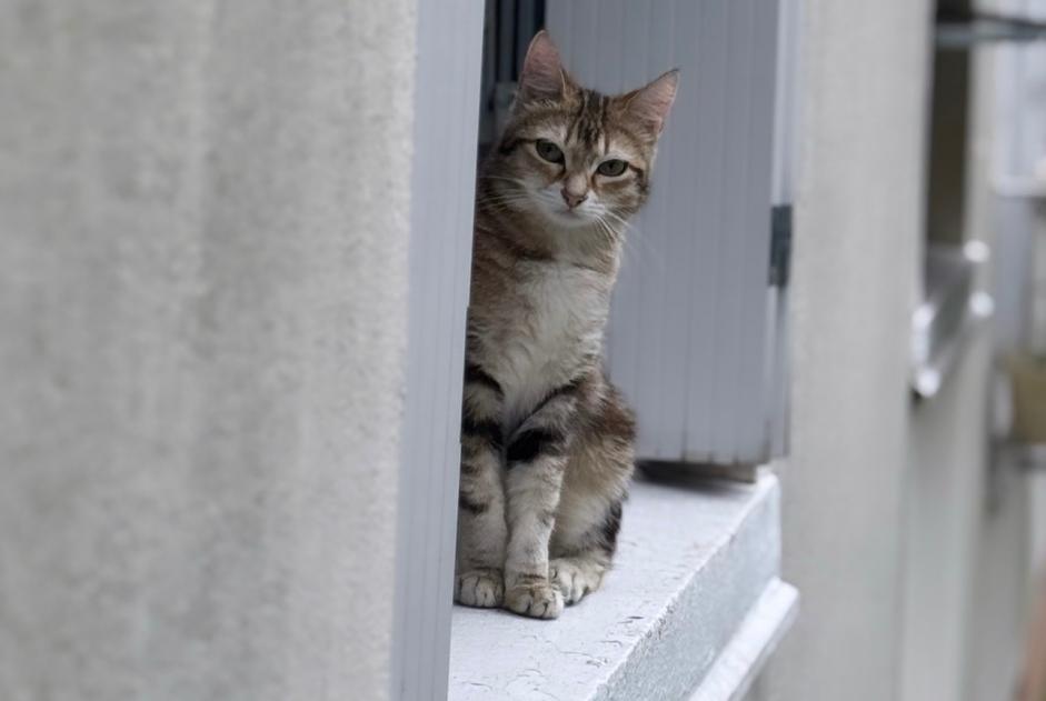 Disappearance alert Cat Female , 1 years Bordeaux France