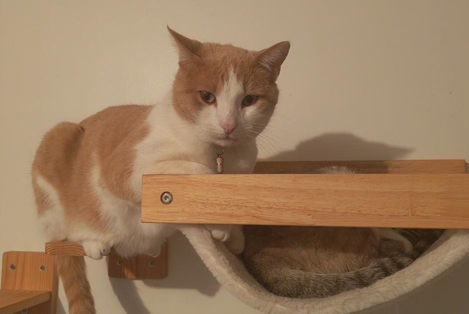 Disappearance alert Cat Male , 6 years Mérignac France