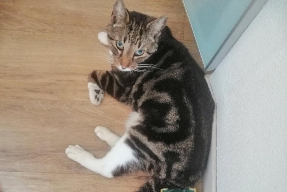 Alerta de Hallazgo Gato Macho Le Bouscat Francia Alerta de Hallazgo Gato Macho Le Bouscat Francia