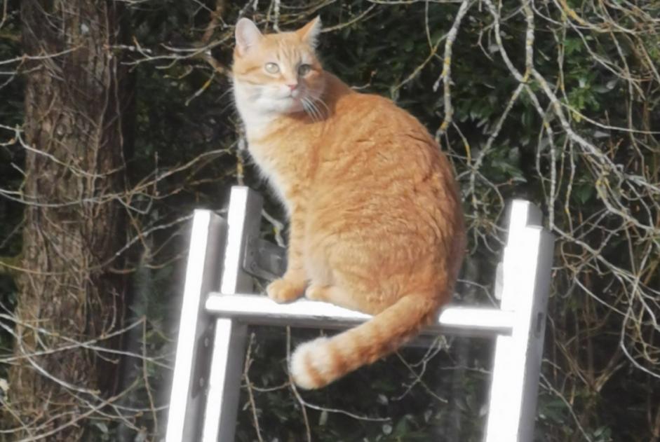 Alerte Disparition Chat Femelle , 8 ans Bayas France