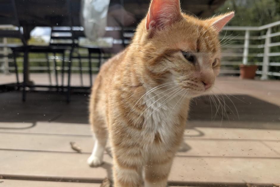 Alerte Découverte Chat Mâle Laroque France