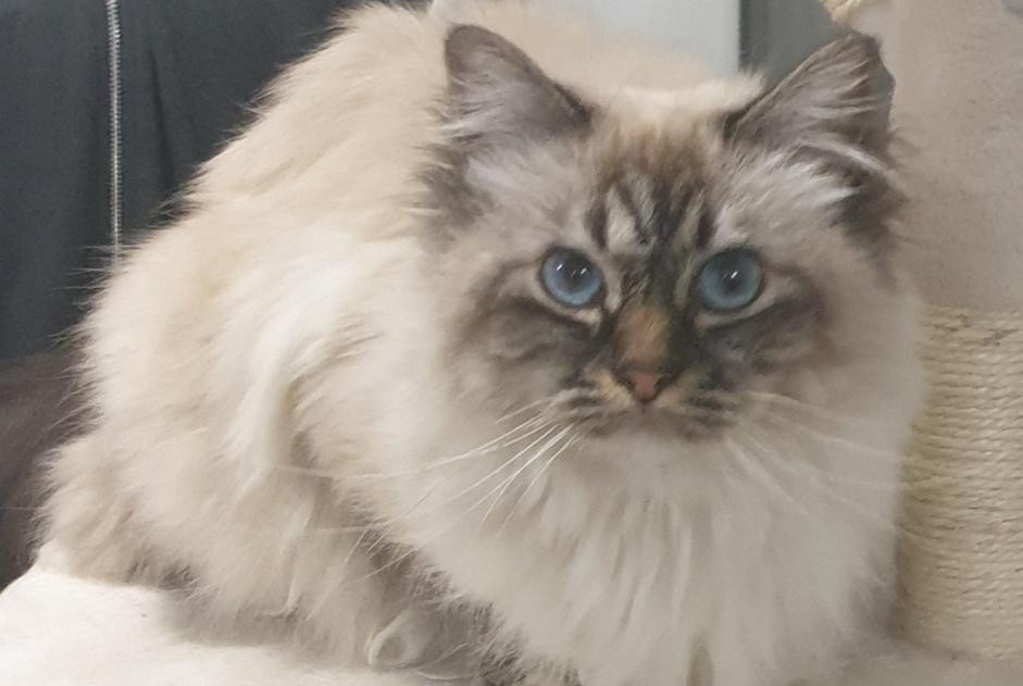 Alerte Disparition Chat Femelle , 9 ans Bordeaux France Alerte Disparition Chat Femelle , 9 ans Bordeaux France