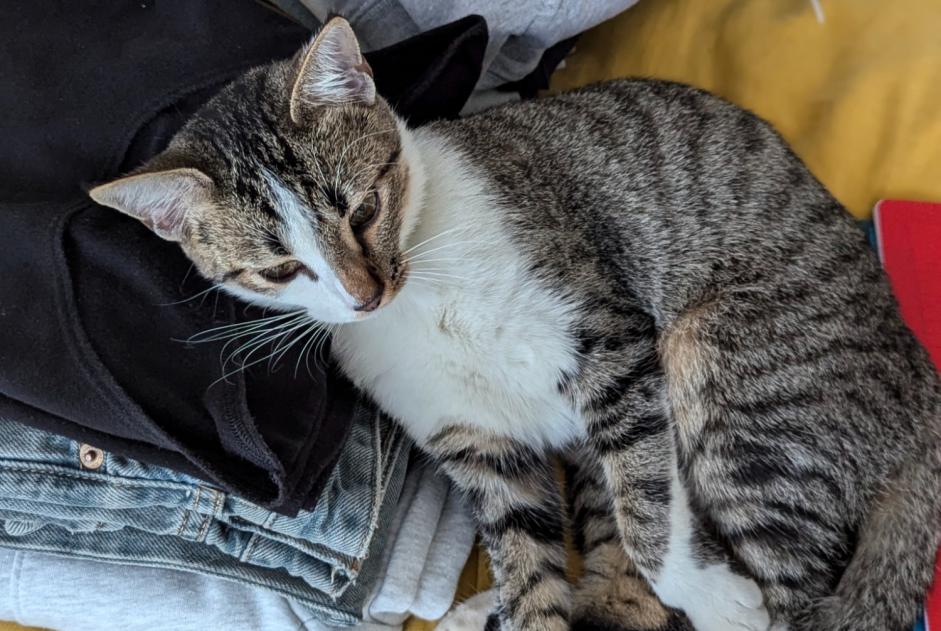 Alerte Disparition Chat croisement Femelle , 1 ans Bordeaux France Alerte Disparition Chat croisement Femelle , 1 ans Bordeaux France