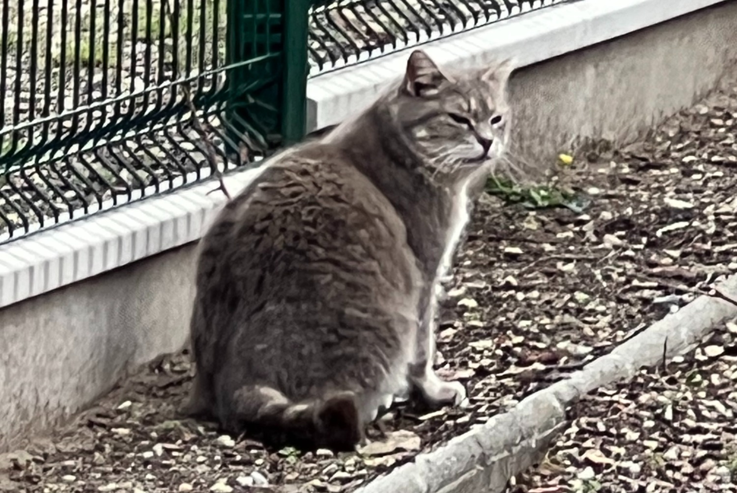 Alerte Découverte Chat croisement Femelle , 2025 ans Libourne France Alerte Découverte Chat croisement Femelle , 2025 ans Libourne France