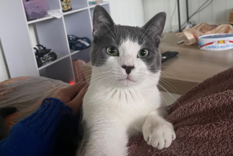 Alerte Disparition Chat Mâle , 2 ans Sauternes France Alerte Disparition Chat Mâle , 2 ans Sauternes France