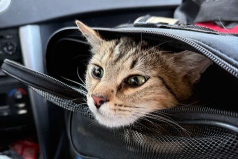 Alerte Découverte Chat Femelle Bordeaux France