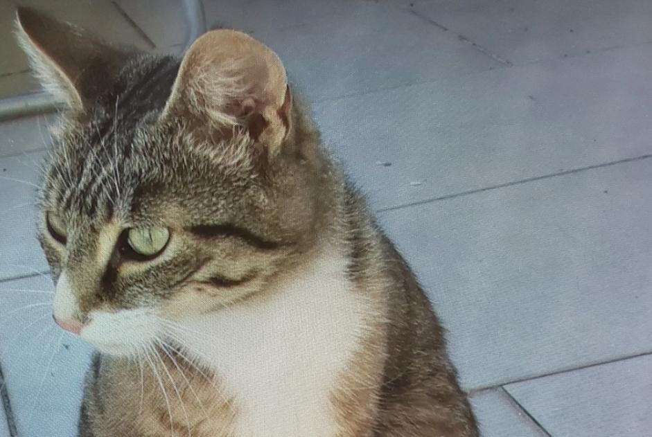 Alerte Découverte Chat Mâle Saint-Denis-de-Pile France