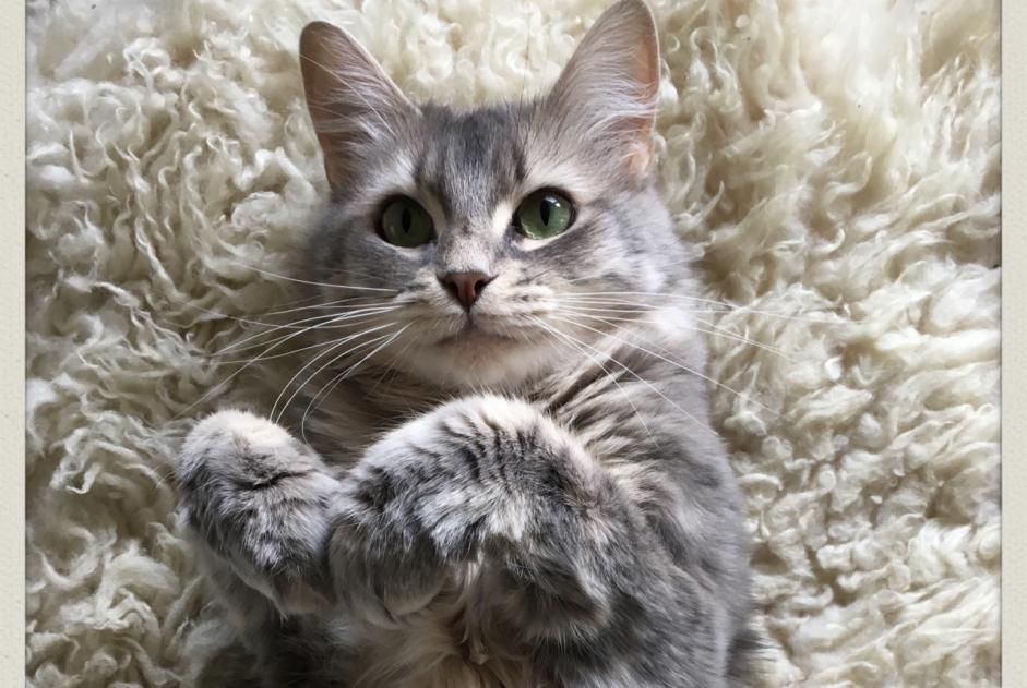 Alerte Disparition Chat croisement  Femelle , 11 ans Andernos-les-Bains France