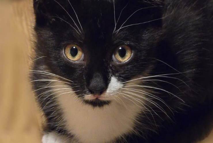 Alerte Découverte Chat Femelle Blanquefort France