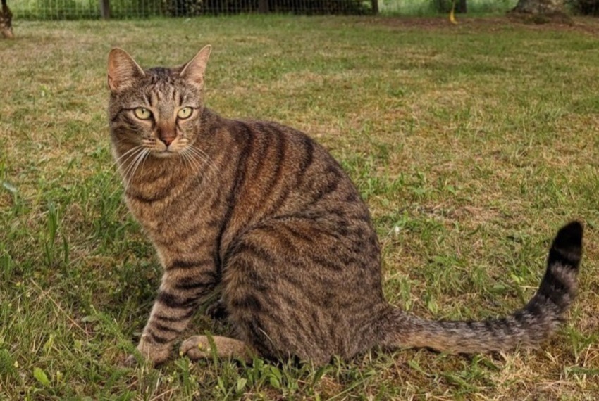Alerte Disparition Chat croisement Mâle , 4 ans Cénac France Alerte Disparition Chat croisement Mâle , 4 ans Cénac France