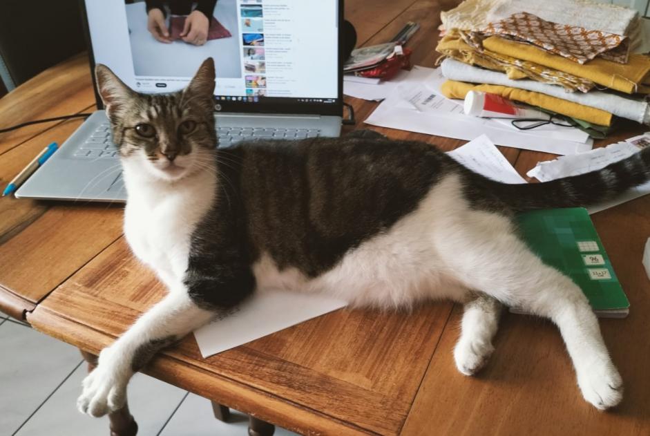 Alerte Disparition Chat Femelle , 9 ans Cadaujac France