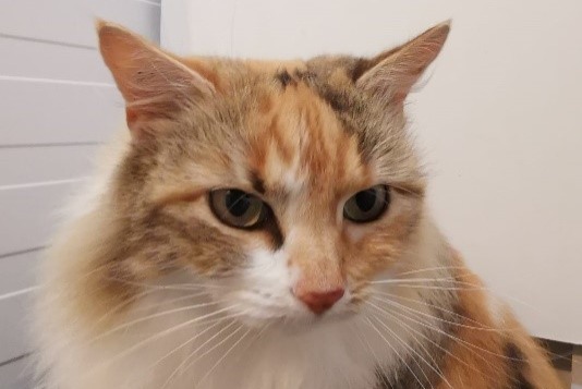 Alerte Disparition Chat croisement  Femelle , 9 ans Saint-Germain-du-Puch France