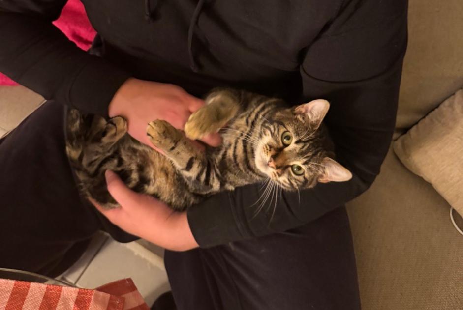 Alerte Disparition Chat Mâle , 1 ans Bordeaux France
