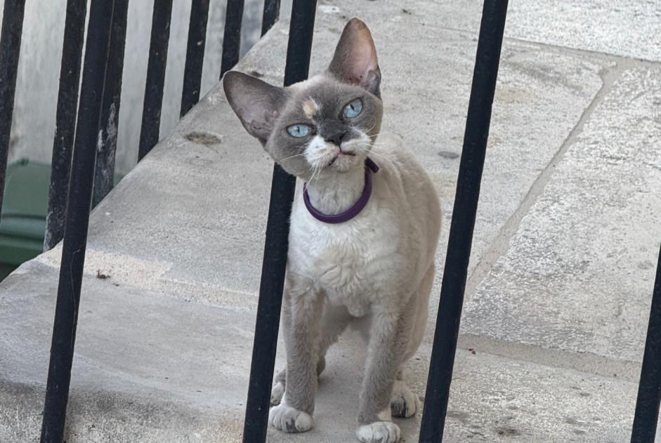 Alerte Découverte Chat Inconnu Bordeaux France