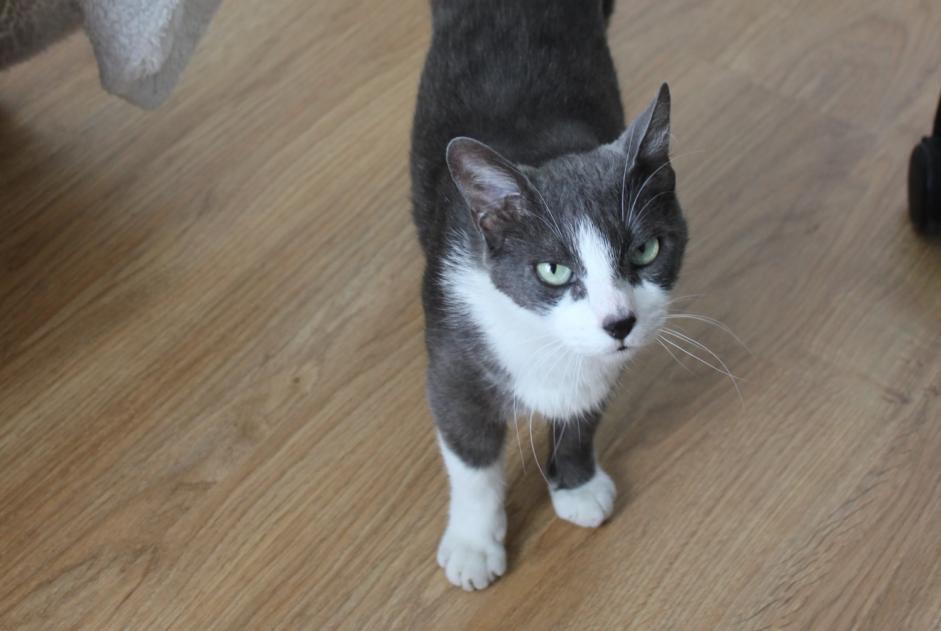 Alerte Disparition Chat croisement  Mâle , 9 ans Bruges France