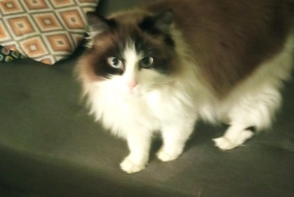 Alerte Disparition Chat  Femelle , 6 ans Soulac-sur-Mer France