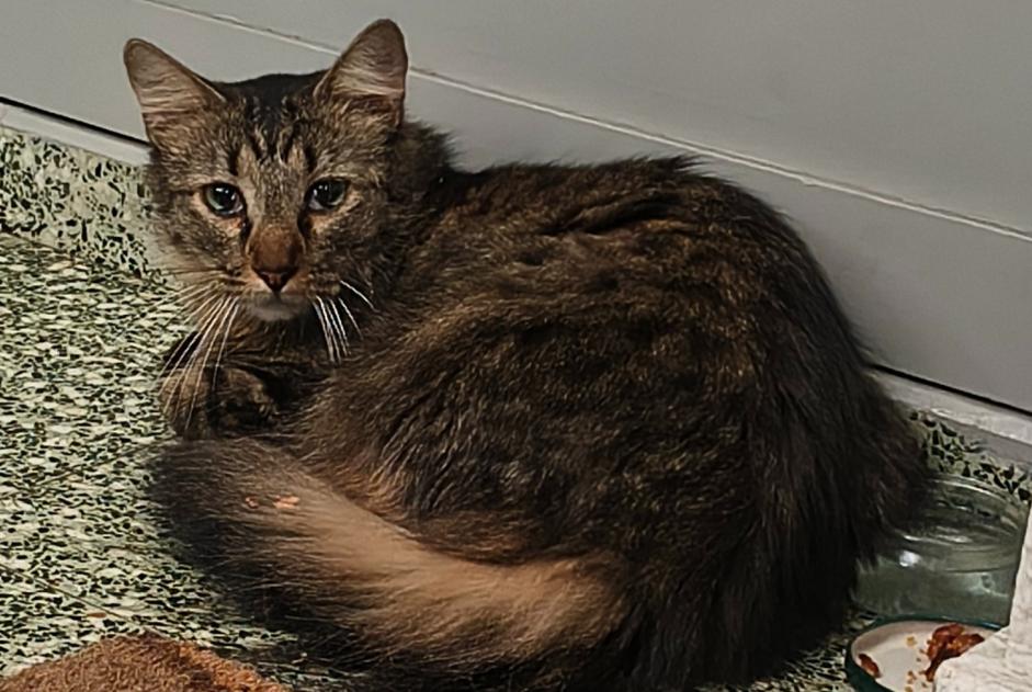 Alerte Découverte Chat Inconnu Mérignac France Alerte Découverte Chat Inconnu Mérignac France