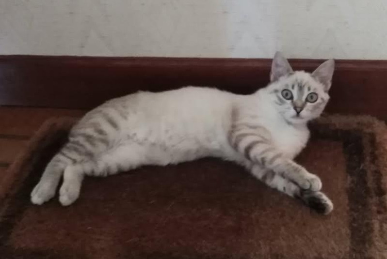 Avviso scomparsa Gatto incrocio di razze  Femmina , 1 anni Fontet Francia