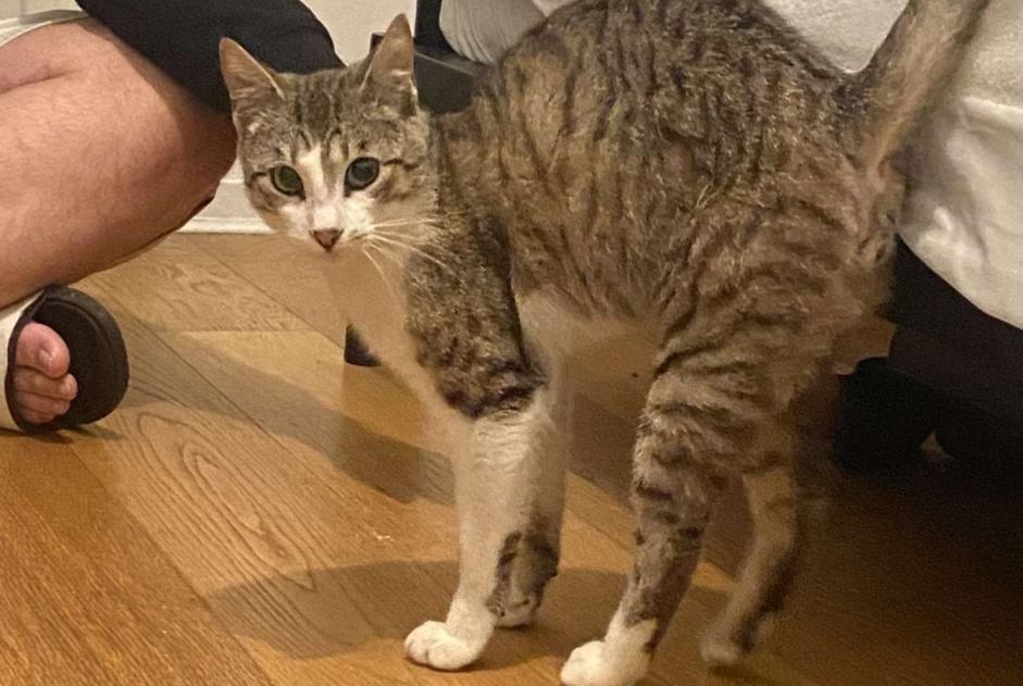 Avviso scomparsa Gatto  Maschio , 1 anni Bruges Francia