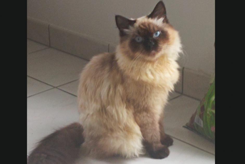Avviso scomparsa Gatto  Maschio , 1 anni Gradignan Francia