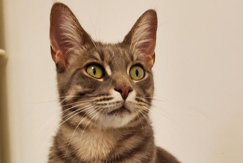 Avviso scomparsa Gatto incrocio di razze  Femmina , 3 anni Cézac Francia