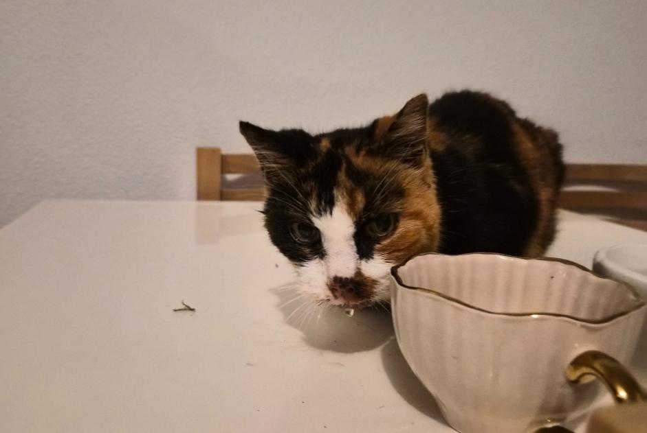 Ontdekkingsalarm Kat Vrouwtje Lormont Frankrijk