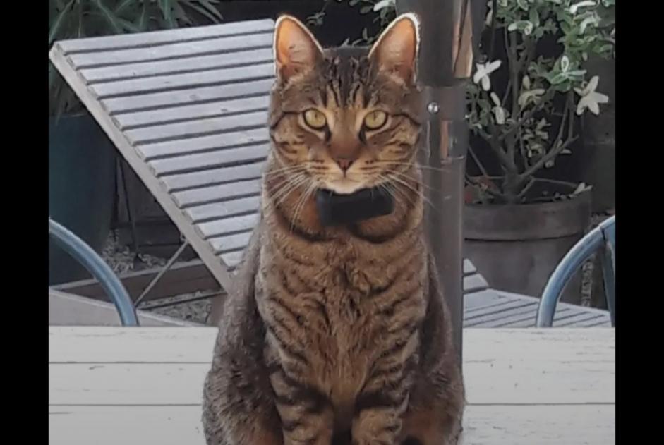 Alerta desaparecimento Gato cruzamento Macho , 3 anos Lanton France Alerta desaparecimento Gato cruzamento Macho , 3 anos Lanton France