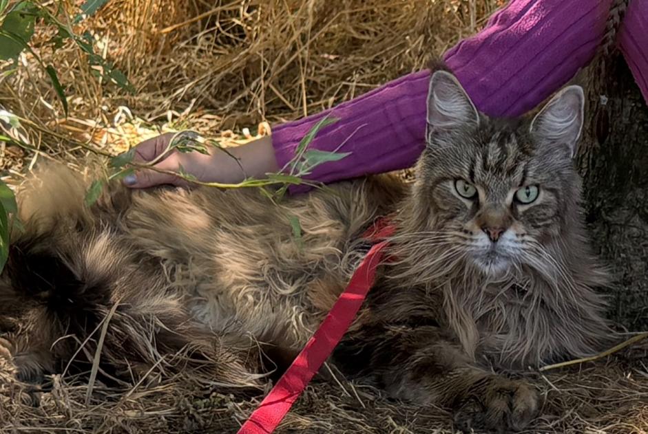 Alerta desaparecimento Gato  Macho , 11 anos Soulac-sur-Mer France