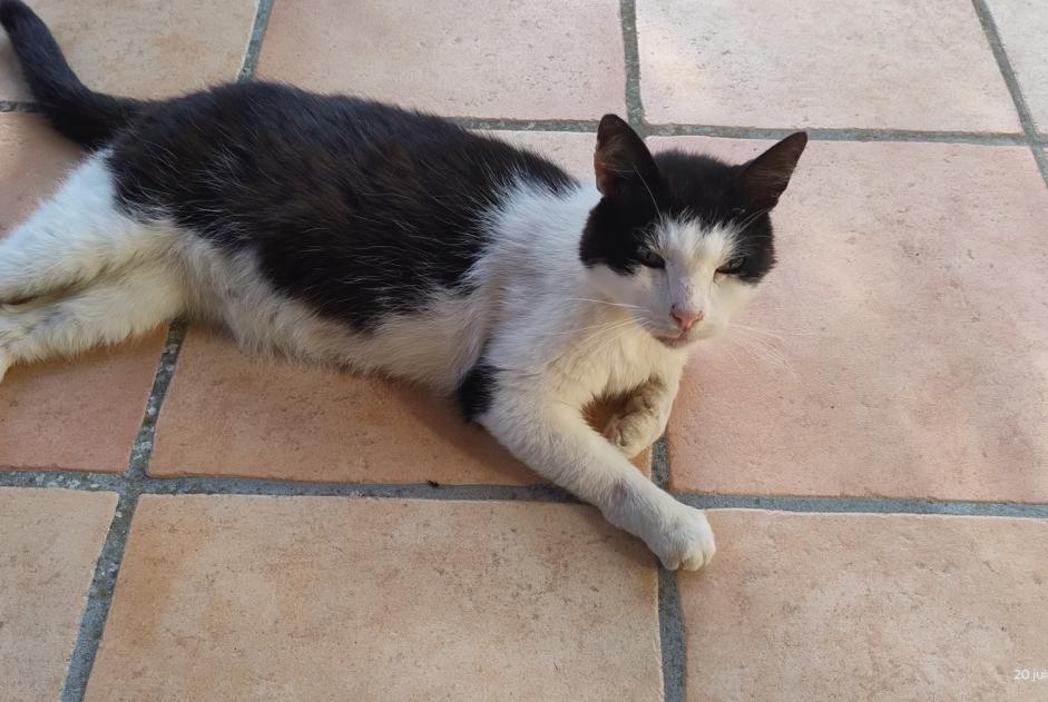 Alerta descoberta Gato Desconhecido Landiras France