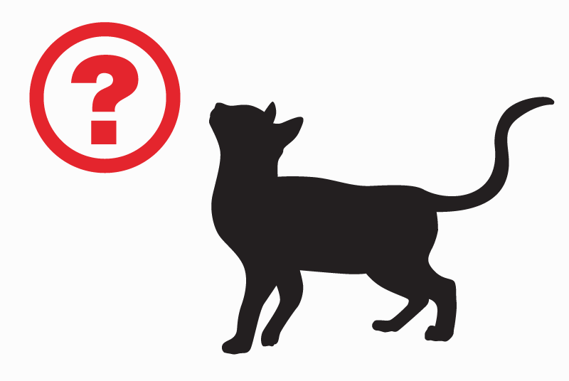 Alerte Découverte Chat Femelle Marcheprime France